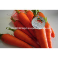 fresh carrot vietnam new harvest best price